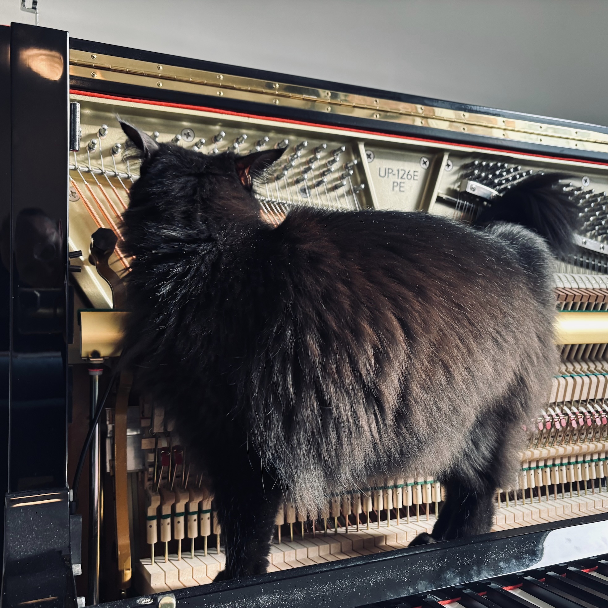 pianostemmer den haag